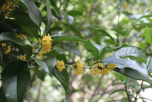 桂花
