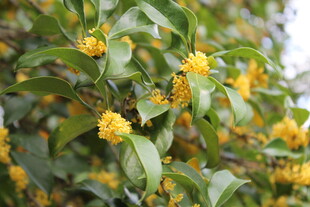 桂花