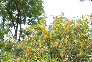 桂花