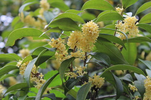 桂花
