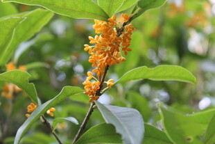 桂花