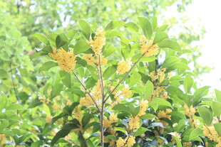 桂花