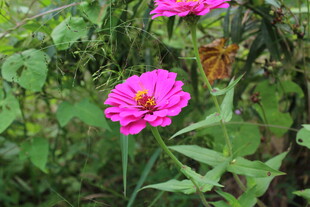 百日菊