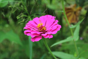 百日菊