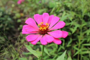 百日菊