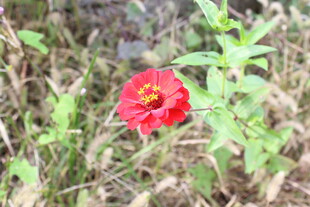 百日菊