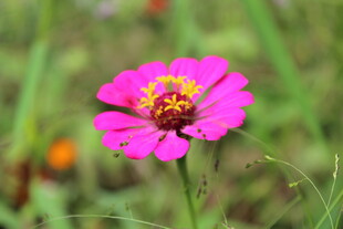 百日菊