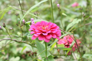 百日菊