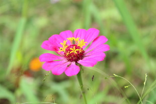 百日菊