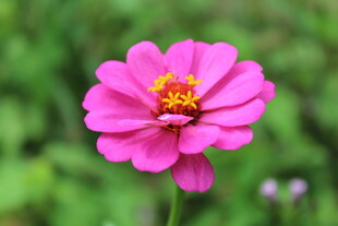 百日菊