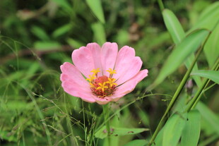 百日菊