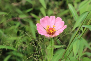 百日菊