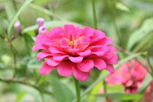 百日菊