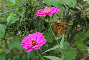 百日菊