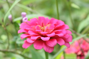 百日菊