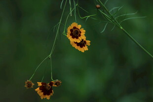 黑心菊