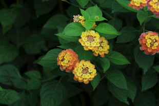 锦带花