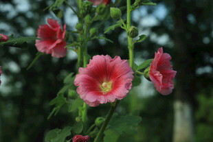 蜀葵花