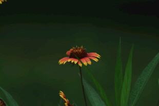 黑心菊