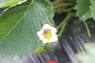 草莓花