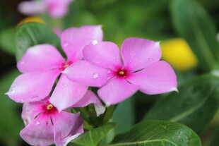 长春花