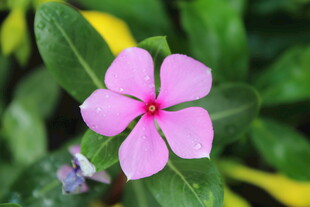 长春花