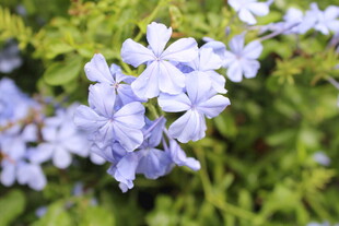 蓝花丹