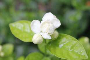 茉莉花