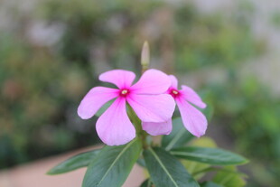 长春花