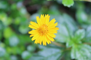 金鸡菊