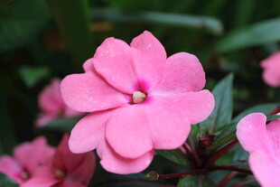 长春花