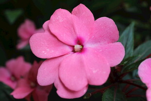 长春花