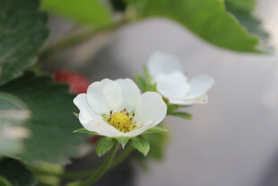 草莓花