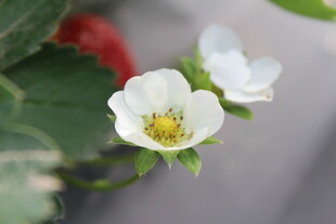 草莓花