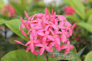 繁星花
