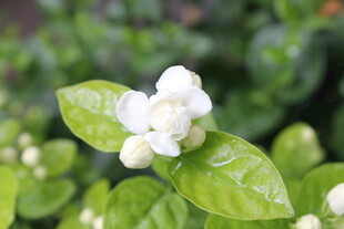 茉莉花