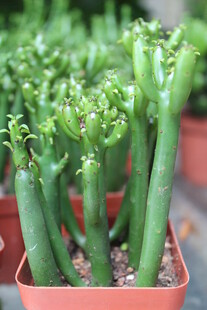 多肉植物