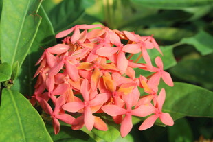 龙船花