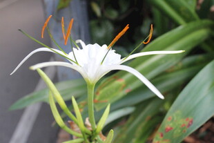 蜘蛛兰花