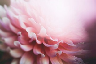 粉色柔美大丽花特写