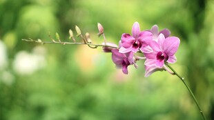 娇艳粉兰花绽放枝头