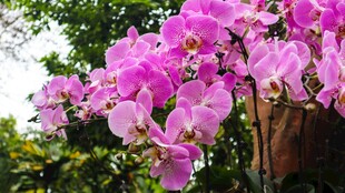 娇艳紫兰花绽放枝头