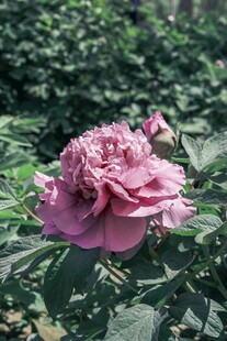娇艳粉色牡丹花绽放