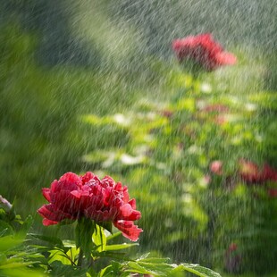 雨中绽放的娇艳红牡丹