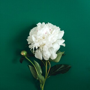 绿底白芍药花特写