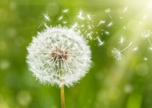 蒲公英飘散的美丽瞬间