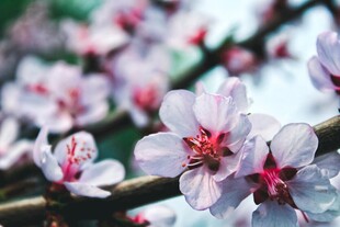 娇艳桃花绽放枝头