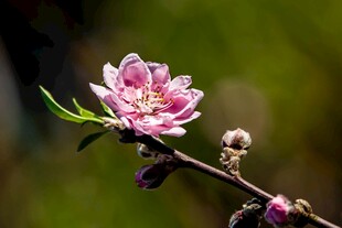 娇艳桃花绽放枝头
