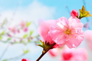 娇艳桃花绽放枝头