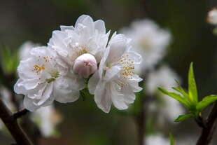 绽放的白色桃花